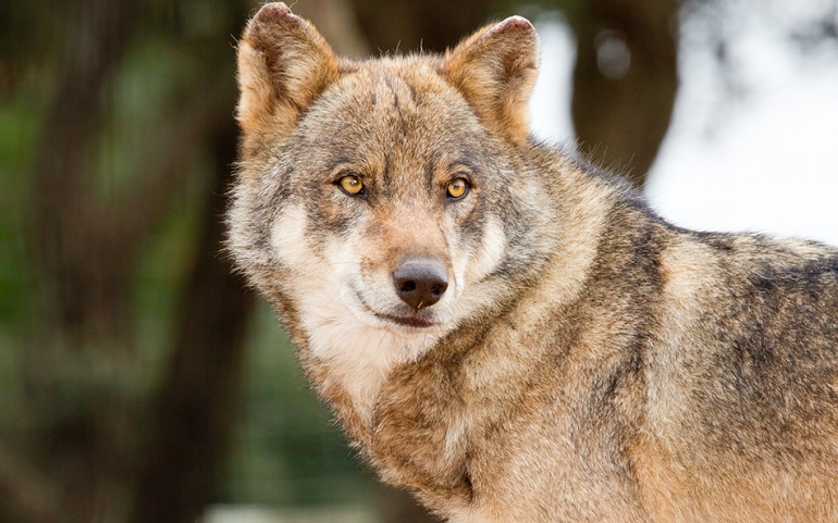 Co-signature projet résolution européenne loup